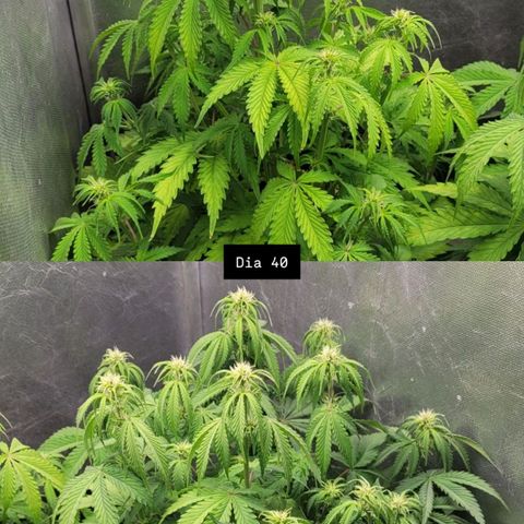 DARK PURPLE AUTO ▪︎ dentista [ P¹ e P² ] 🦷🌱 growlog timeline photo