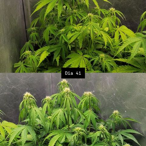 DARK PURPLE AUTO ▪︎ dentista [ P¹ e P² ] 🦷🌱 growlog timeline photo