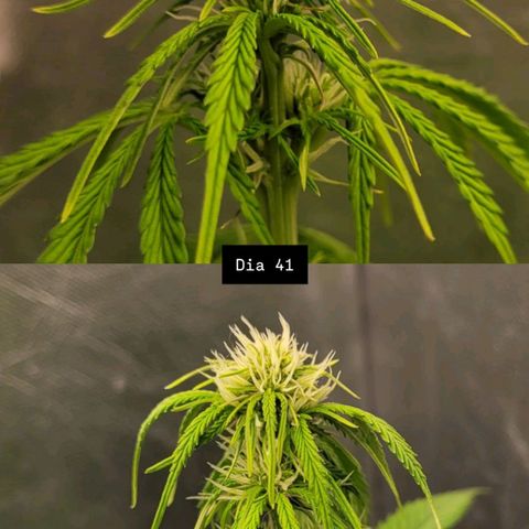 DARK PURPLE AUTO ▪︎ dentista [ P¹ e P² ] 🦷🌱 growlog timeline photo