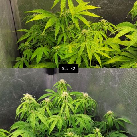 DARK PURPLE AUTO ▪︎ dentista [ P¹ e P² ] 🦷🌱 growlog timeline photo