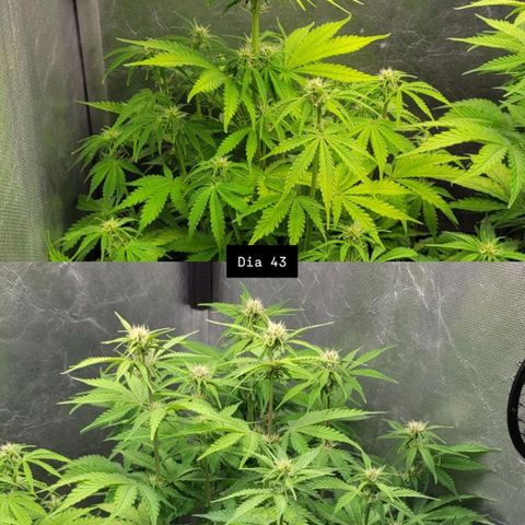 DARK PURPLE AUTO ▪︎ dentista [ P¹ e P² ] 🦷🌱 growlog timeline photo