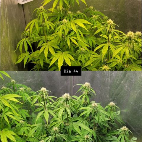 DARK PURPLE AUTO ▪︎ dentista [ P¹ e P² ] 🦷🌱 growlog timeline photo