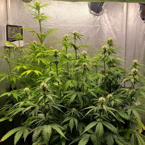 DARK PURPLE AUTO ▪︎ dentista [ P¹ e P² ] 🦷🌱 growlog timeline photo