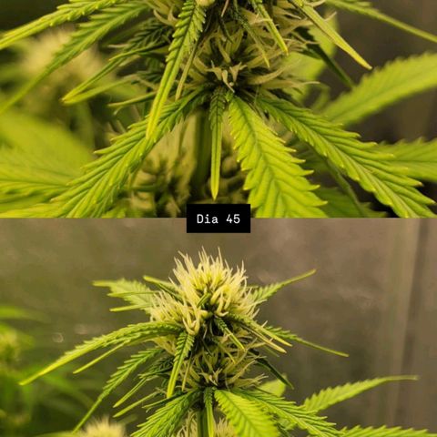 DARK PURPLE AUTO ▪︎ dentista [ P¹ e P² ] 🦷🌱 growlog timeline photo