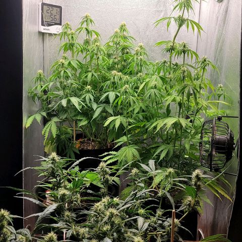 DARK PURPLE AUTO ▪︎ dentista [ P¹ e P² ] 🦷🌱 growlog timeline photo