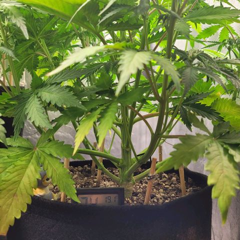 DARK PURPLE AUTO ▪︎ dentista [ P¹ e P² ] 🦷🌱 growlog timeline photo