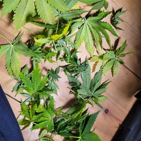 DARK PURPLE AUTO ▪︎ dentista [ P¹ e P² ] 🦷🌱 growlog timeline photo