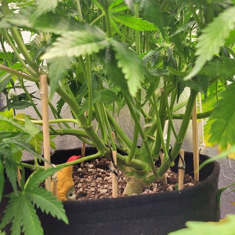 DARK PURPLE AUTO ▪︎ dentista [ P¹ e P² ] 🦷🌱 growlog timeline photo