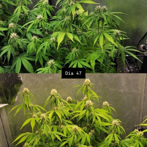 DARK PURPLE AUTO ▪︎ dentista [ P¹ e P² ] 🦷🌱 growlog timeline photo