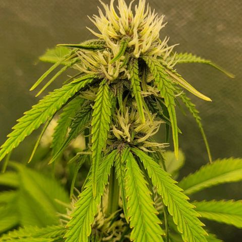 DARK PURPLE AUTO ▪︎ dentista [ P¹ e P² ] 🦷🌱 growlog timeline photo