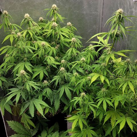 DARK PURPLE AUTO ▪︎ dentista [ P¹ e P² ] 🦷🌱 growlog timeline photo