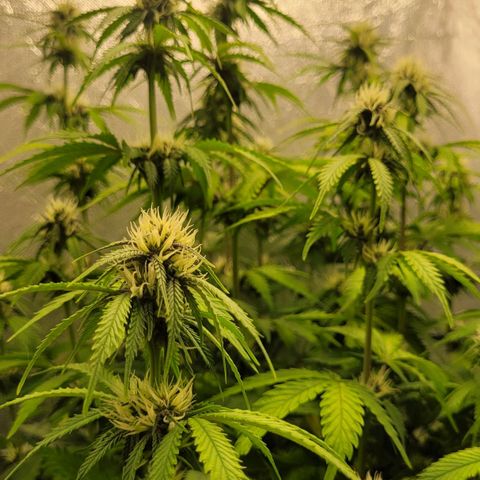 DARK PURPLE AUTO ▪︎ dentista [ P¹ e P² ] 🦷🌱 growlog timeline photo