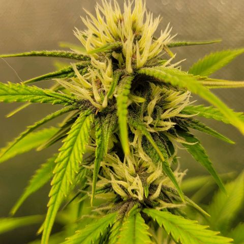 DARK PURPLE AUTO ▪︎ dentista [ P¹ e P² ] 🦷🌱 growlog timeline photo