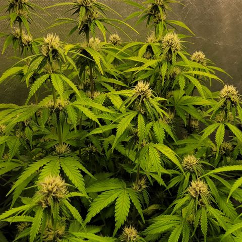 DARK PURPLE AUTO ▪︎ dentista [ P¹ e P² ] 🦷🌱 growlog timeline photo