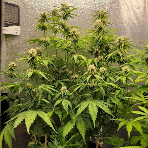 DARK PURPLE AUTO ▪︎ dentista [ P¹ e P² ] 🦷🌱 growlog timeline photo