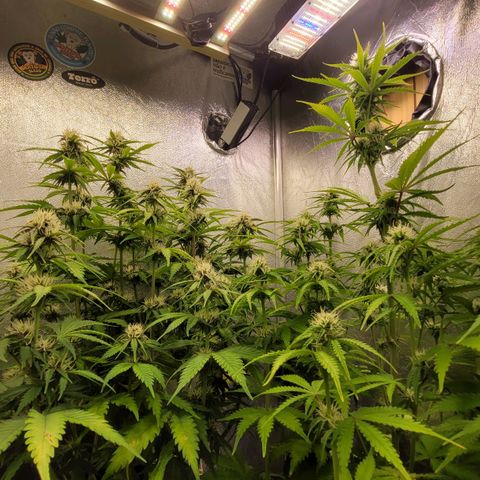 DARK PURPLE AUTO ▪︎ dentista [ P¹ e P² ] 🦷🌱 growlog timeline photo