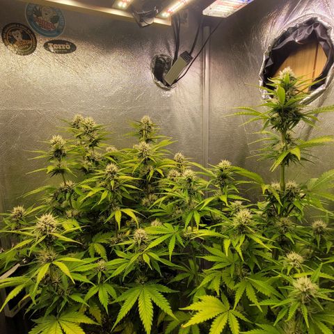 DARK PURPLE AUTO ▪︎ dentista [ P¹ e P² ] 🦷🌱 growlog timeline photo