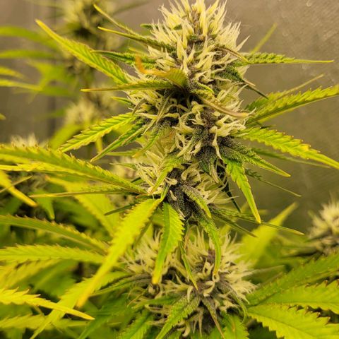 DARK PURPLE AUTO ▪︎ dentista [ P¹ e P² ] 🦷🌱 growlog timeline photo