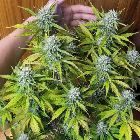 DARK PURPLE AUTO ▪︎ dentista [ P¹ e P² ] 🦷🌱 growlog timeline photo