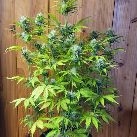 DARK PURPLE AUTO ▪︎ dentista [ P¹ e P² ] 🦷🌱 growlog timeline photo