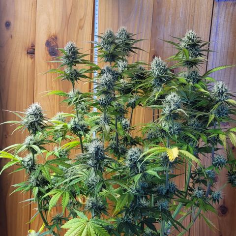 DARK PURPLE AUTO ▪︎ dentista [ P¹ e P² ] 🦷🌱 growlog timeline photo