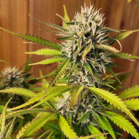 DARK PURPLE AUTO ▪︎ dentista [ P¹ e P² ] 🦷🌱 growlog timeline photo