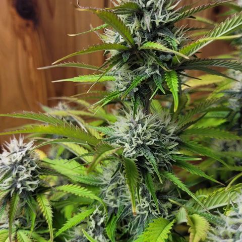 DARK PURPLE AUTO ▪︎ dentista [ P¹ e P² ] 🦷🌱 growlog timeline photo