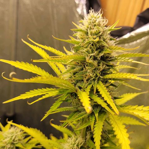 DARK PURPLE AUTO ▪︎ dentista [ P¹ e P² ] 🦷🌱 growlog timeline photo