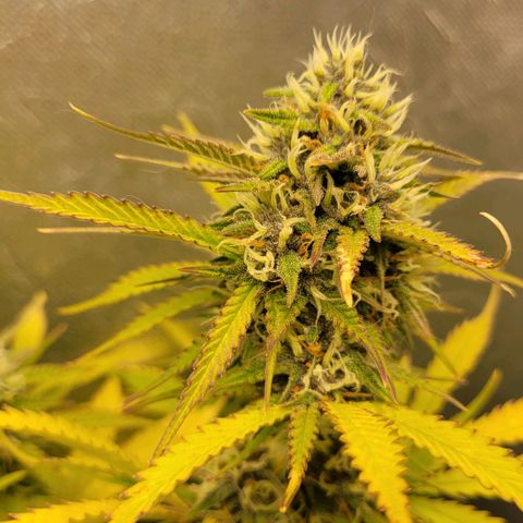 DARK PURPLE AUTO ▪︎ dentista [ P¹ e P² ] 🦷🌱 growlog timeline photo