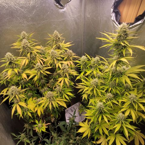 DARK PURPLE AUTO ▪︎ dentista [ P¹ e P² ] 🦷🌱 growlog timeline photo