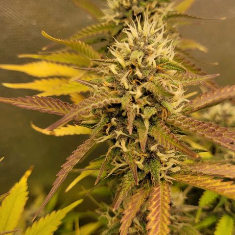 DARK PURPLE AUTO ▪︎ dentista [ P¹ e P² ] 🦷🌱 growlog timeline photo