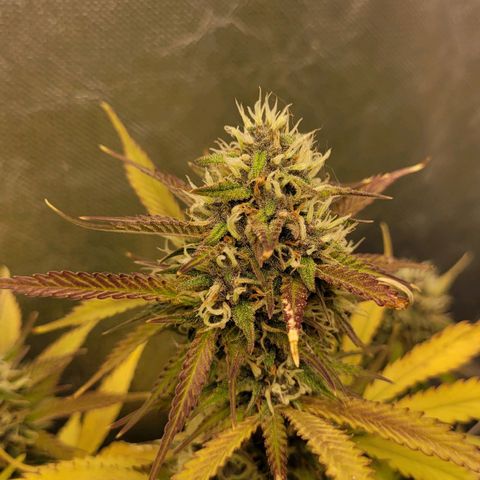 DARK PURPLE AUTO ▪︎ dentista [ P¹ e P² ] 🦷🌱 growlog timeline photo