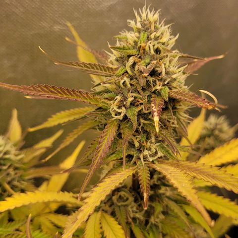 DARK PURPLE AUTO ▪︎ dentista [ P¹ e P² ] 🦷🌱 growlog timeline photo
