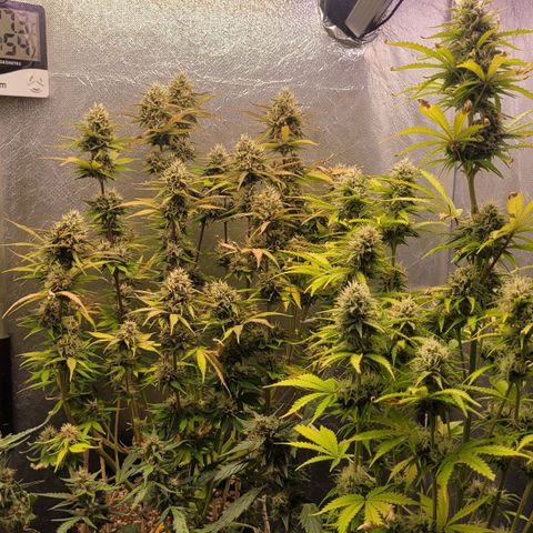 DARK PURPLE AUTO ▪︎ dentista [ P¹ e P² ] 🦷🌱 growlog timeline photo