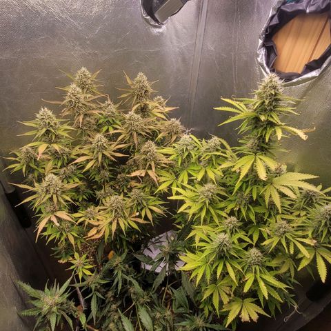 DARK PURPLE AUTO ▪︎ dentista [ P¹ e P² ] 🦷🌱 growlog timeline photo