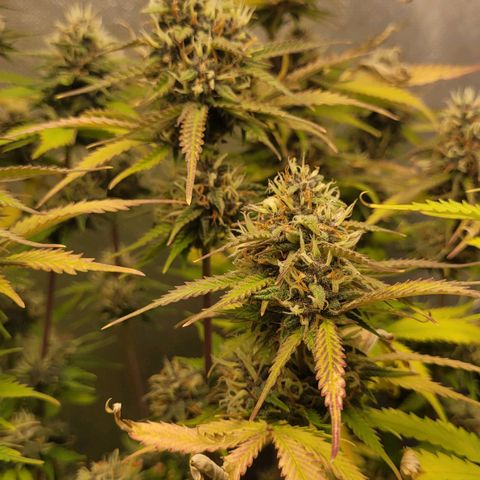 DARK PURPLE AUTO ▪︎ dentista [ P¹ e P² ] 🦷🌱 growlog timeline photo