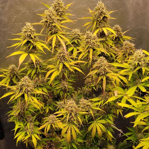 DARK PURPLE AUTO ▪︎ dentista [ P¹ e P² ] 🦷🌱 growlog timeline photo