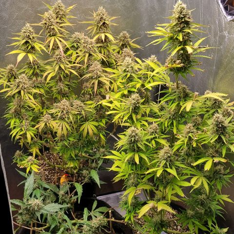 DARK PURPLE AUTO ▪︎ dentista [ P¹ e P² ] 🦷🌱 growlog timeline photo