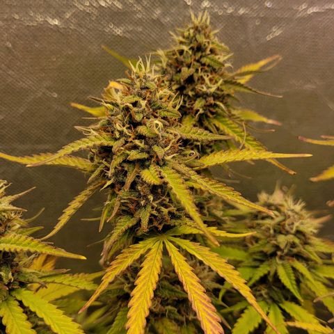 DARK PURPLE AUTO ▪︎ dentista [ P¹ e P² ] 🦷🌱 growlog timeline photo
