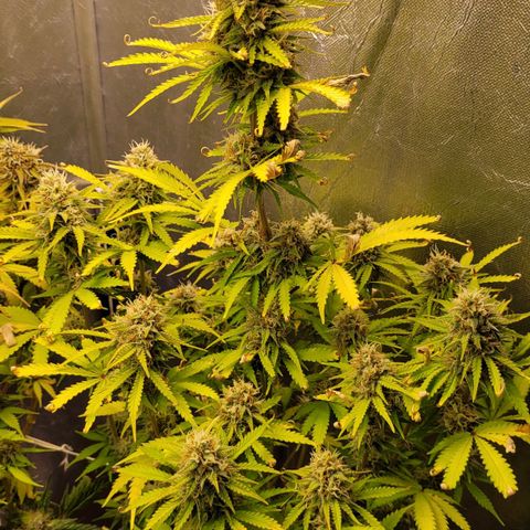 DARK PURPLE AUTO ▪︎ dentista [ P¹ e P² ] 🦷🌱 growlog timeline photo