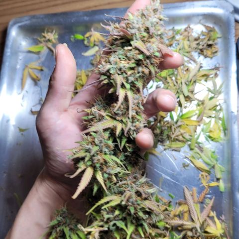 DARK PURPLE AUTO ▪︎ dentista [ P¹ e P² ] 🦷🌱 growlog timeline photo
