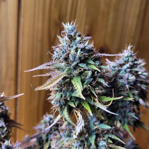 DARK PURPLE AUTO ▪︎ dentista [ P¹ e P² ] 🦷🌱 growlog timeline photo