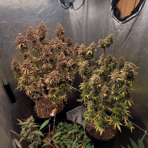 DARK PURPLE AUTO ▪︎ dentista [ P¹ e P² ] 🦷🌱 growlog timeline photo