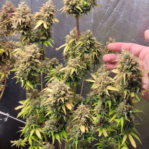 DARK PURPLE AUTO ▪︎ dentista [ P¹ e P² ] 🦷🌱 growlog timeline photo