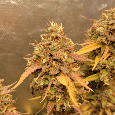 DARK PURPLE AUTO ▪︎ dentista [ P¹ e P² ] 🦷🌱 growlog timeline photo