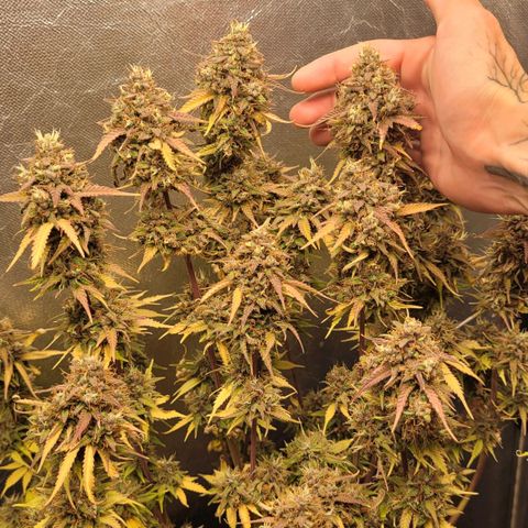 DARK PURPLE AUTO ▪︎ dentista [ P¹ e P² ] 🦷🌱 growlog timeline photo