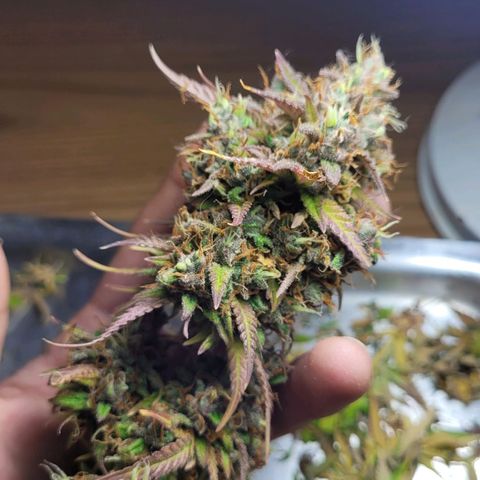 DARK PURPLE AUTO ▪︎ dentista [ P¹ e P² ] 🦷🌱 growlog timeline photo