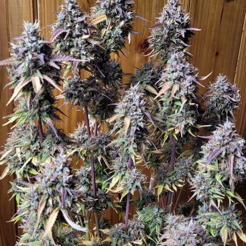 DARK PURPLE AUTO ▪︎ dentista [ P¹ e P² ] 🦷🌱 growlog timeline photo