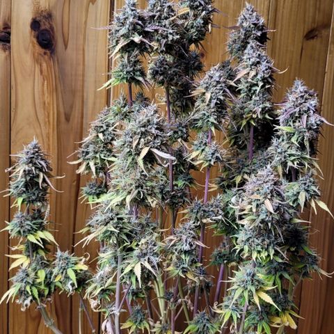 DARK PURPLE AUTO ▪︎ dentista [ P¹ e P² ] 🦷🌱 growlog timeline photo