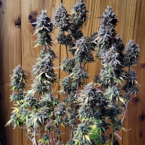 DARK PURPLE AUTO ▪︎ dentista [ P¹ e P² ] 🦷🌱 growlog timeline photo